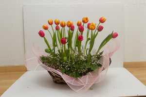 Alegría arreglo tulipanes (solo temporada)