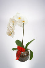 Terrenal orquídea blanca o lila