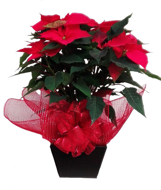 Nochebuenas arregladas